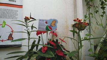 Monarchfalter auf kleinen Blumen video