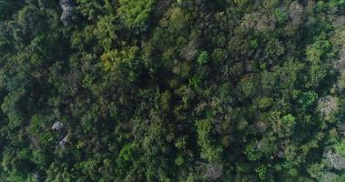 vista aérea de la selva tropical en la montaña video