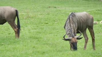 wildebeest eating grass in nature video