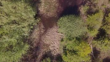 Drohne fliegt über Bäumen und Wasserlöchern in 4k video