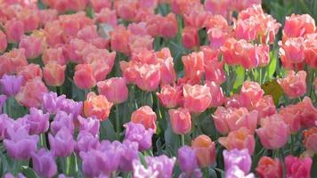 flor de tulipán y fondo de hoja verde en campo de tulipanes en invierno o día de primavera. video