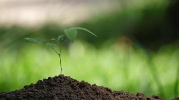 mano, regar, planta joven, árbol, en, suelo video