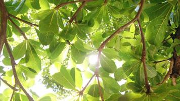 Die Sonnenstrahlen weichen durch die grünen Blätter der Bäume. video