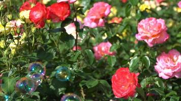 roses rouges et roses video