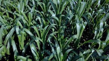 Top View Of Maize Field video