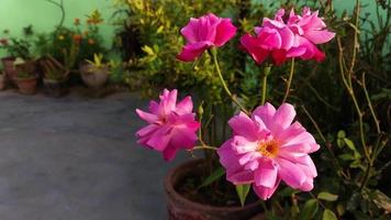 rosa rosa em um jardim de verão