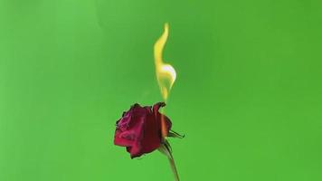 rode roos om een vuur te hebben op groen schermachtergrond, video slow motion,