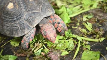 rote Fußschildkröte, die frisches Gemüse isst