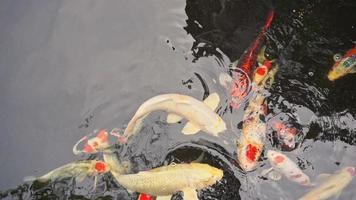 Koi Fischteich video