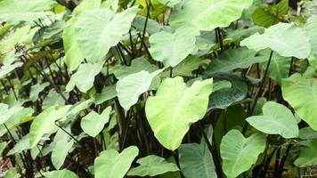 les feuilles tremblent par le vent video