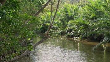 Breeze blowing through creek and lush Nipa palm grove video