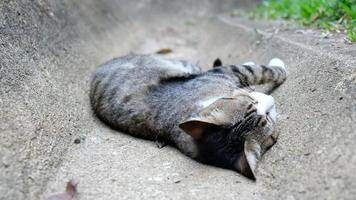 Nahaufnahme Katze, die auf dem Boden schläft
