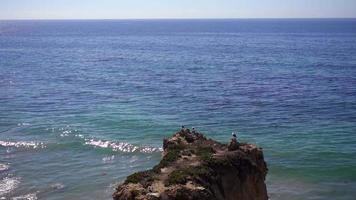 pájaros en las rocas en california 4k video