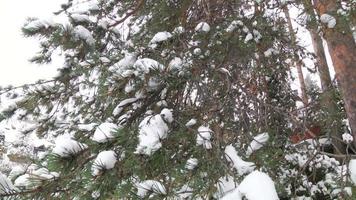 cabaña de invierno en el bosque video