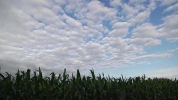 ciel au-dessus du champ de maïs video