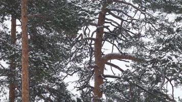 Tree under snow video