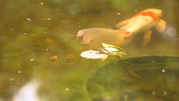 schwimme einfach weiter video