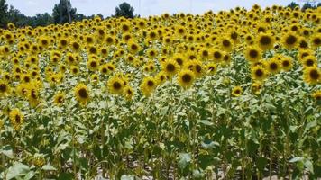 wandelen in een veld met zonnebloemen video