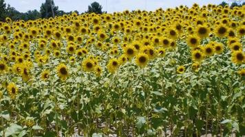 camminando in un campo di girasoli video