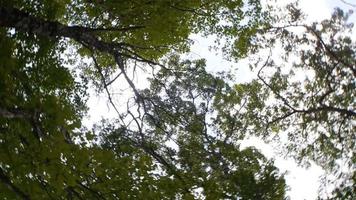 uno sguardo che induce le vertigini alla chioma degli alberi sopra video