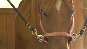 panorama lent du beau cheval en stalle 4k video