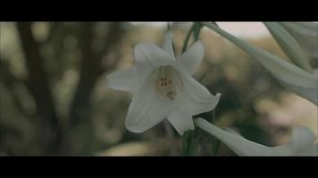 flor de perto video