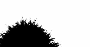 zwarte inktdruppels breiden zich uit met dunne aderen en vullen de scène vanaf de linkerkant in 4k