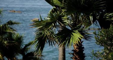 Toma panorámica de palmeras moviéndose lentamente con fondo de mar borroso en 4k video