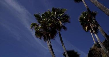 Low angle shot of palm trees with soft clouds and blue sky in background in 4K video