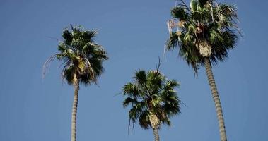 Slow panning shot of the foliage of three tall palm trees in 4K video