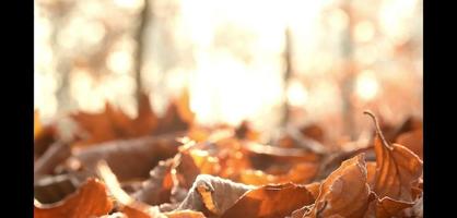 feuilles brunes feuille d'automne avec arrière-plan flou video