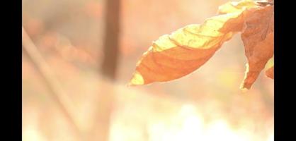 brown leaves autumn leaf with blurred background video