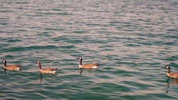 Gänse schwimmen im Hafen von Monroe in Chicago video