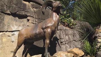 estátua de carneiro e habitat no zoológico video