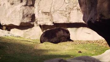 urso no habitat do zoológico em câmera lenta video