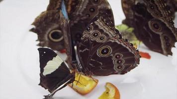 borboletas comendo frutas