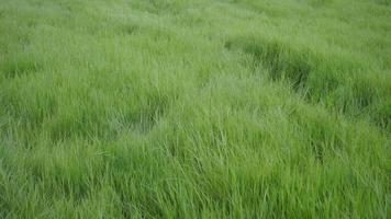 groen gras met waaiende wind video