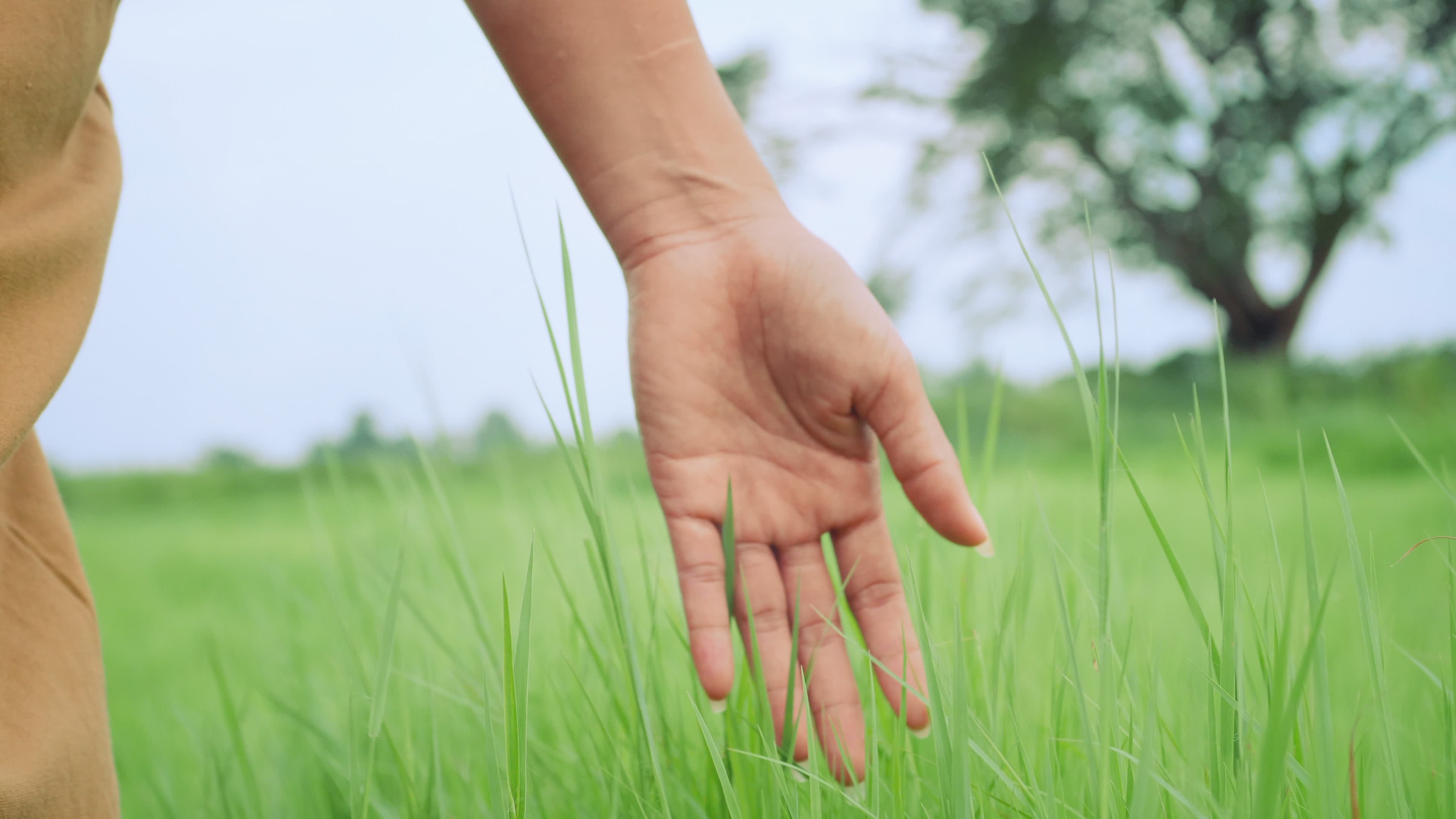 Man's hand touching grass walking through the field Stock Footage,#touching# grass#Man#hand