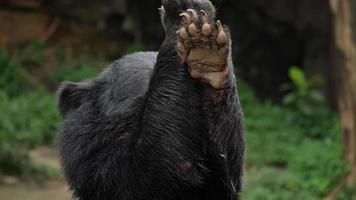 Gros plan d'un ours noir asiatique en forêt video