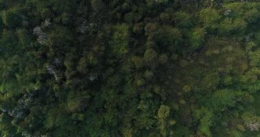 Aerial view rain forest in the mountain  video