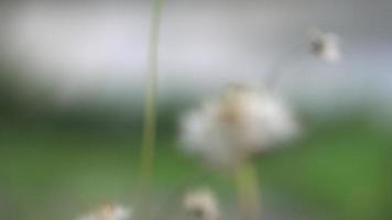 Close up of grass field flowers video