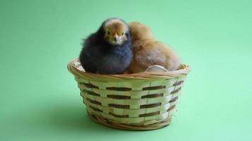 2 easter chicks in easter nest with green background video