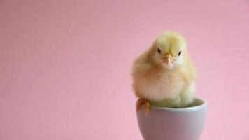 gelbes Küken im Eierbecher mit rosa Hintergrund video