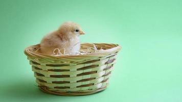 yellow easter chicken in easter nest with green background video