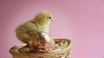 Yellow chick in eggcup with easter nest and easter eggs video