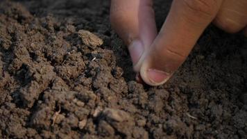 planter à la main une graine dans le sol video