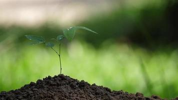 Planta joven árbol en suelo fértil en el jardín
