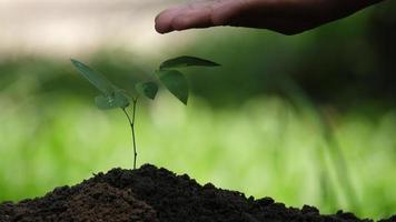 Hand watering young plant tree in soil