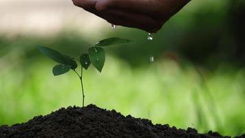 mão regando árvore de planta jovem no solo video