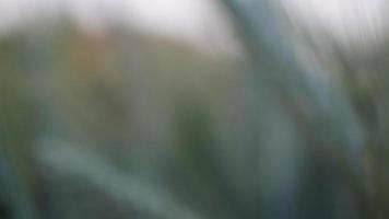 Close up of yellow barley plants in farmland video